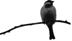 Sparrowfeld    Patch